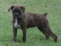 Puppy 9, a female Boxer for sale in Petersburg, VA – 2 of 10