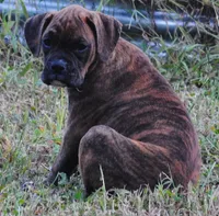 Puppy 9, a female Boxer for sale in Petersburg, VA – 7 of 10
