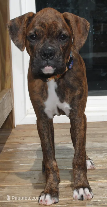 Puppy 9 – Boxer puppy for sale in Petersburg, VA