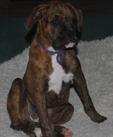 Puppy 9, a female Boxer for sale in Petersburg, VA – 9 of 10