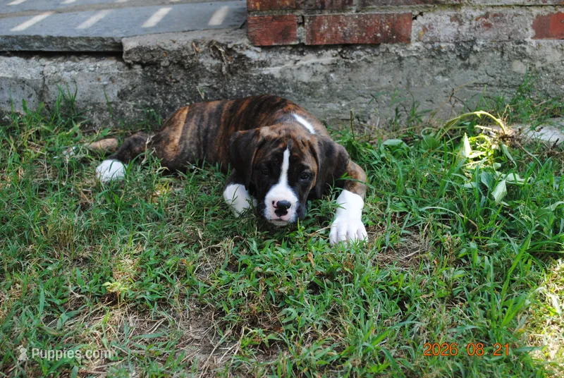 Puppy 1 – Boxer puppy on hold in Petersburg, VA