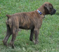 Puppy 9, a female Boxer for sale in Petersburg, VA – 5 of 10