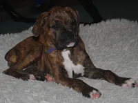 Puppy 9, a female Boxer for sale in Petersburg, VA – 4 of 10
