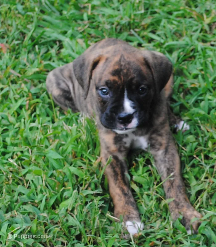 Puppy 6 – Boxer puppy for sale in Petersburg, VA