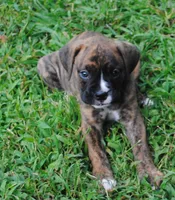 Puppy 6, a female Boxer for sale in Petersburg, VA – 1 of 1