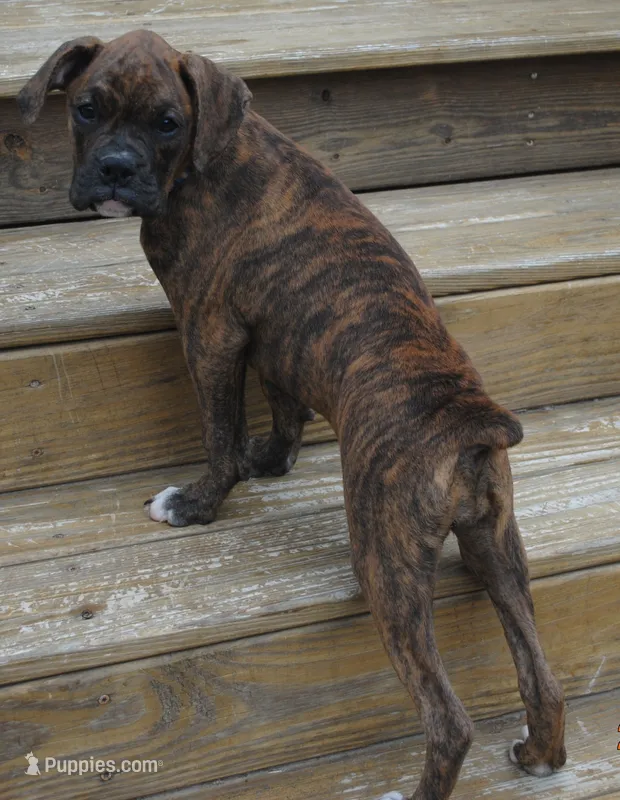 Puppy 9 – Boxer puppy for sale in Petersburg, VA