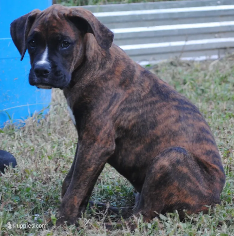 Puppy 3 – Boxer puppy for sale in Petersburg, VA