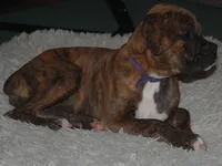 Puppy 9, a female Boxer for sale in Petersburg, VA – 3 of 10