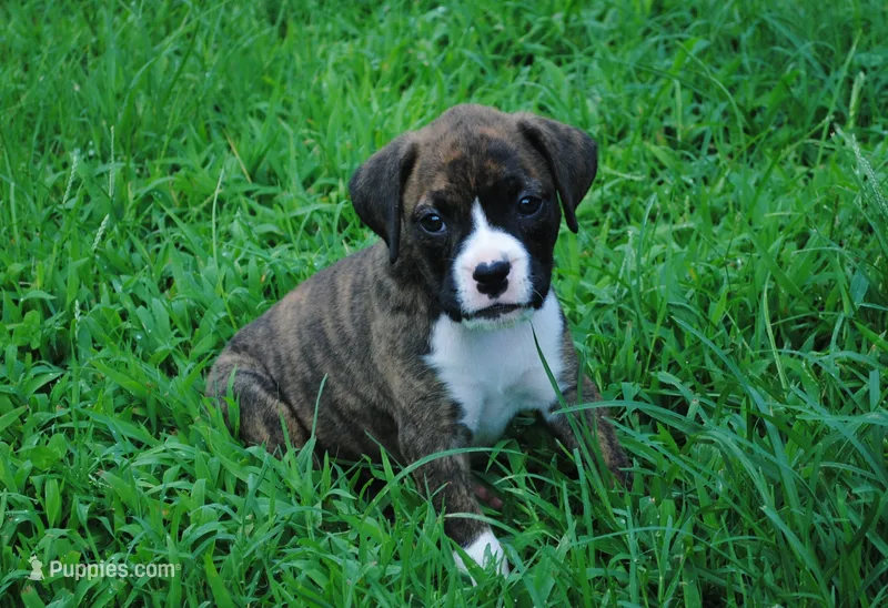 Puppy 7 – Boxer puppy for sale in Petersburg, VA