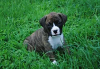 Puppy 7, a female Boxer for sale in Petersburg, VA – 1 of 1