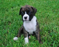 Puppy 4, a female Boxer for sale in Petersburg, VA – 1 of 1