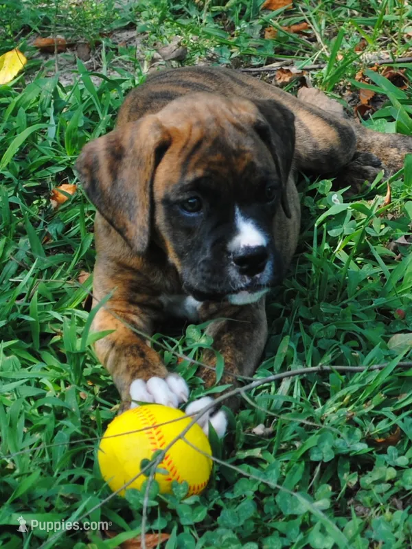 Puppy 7 – Boxer puppy on hold in Petersburg, VA