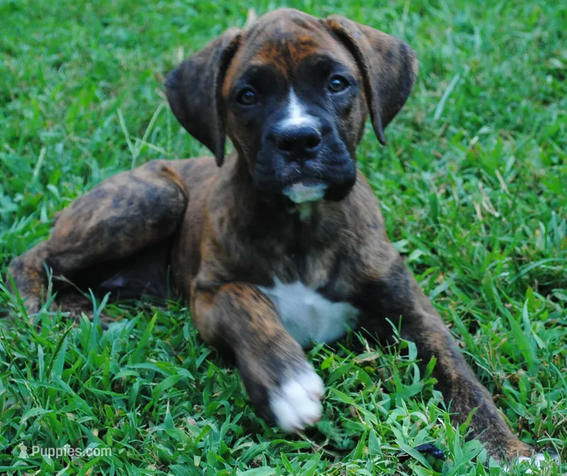 Puppy 3 – Boxer puppy for sale in Petersburg, VA