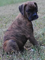 Puppy 9, a female Boxer for sale in Petersburg, VA – 6 of 10