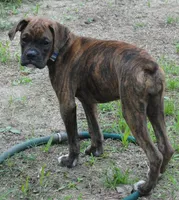 Puppy 9, a female Boxer for sale in Petersburg, VA – 10 of 10