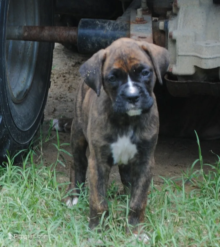 Puppy 3 – Boxer puppy for sale in Petersburg, VA