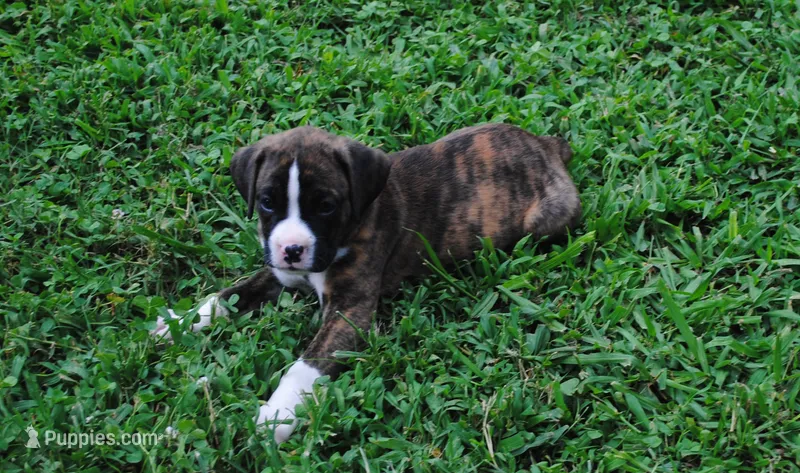Puppy 5 – Boxer puppy for sale in Petersburg, VA