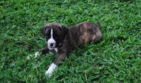 Puppy 5, a female Boxer for sale in Petersburg, VA – 1 of 1