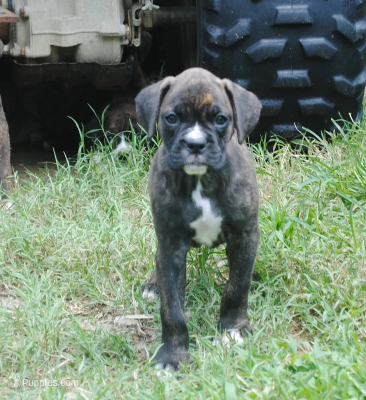Puppy 2 – Boxer puppy for sale in Petersburg, VA