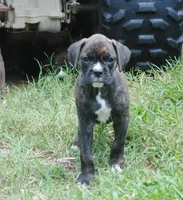 Puppy 2, a female Boxer for sale in Petersburg, VA – 1 of 1