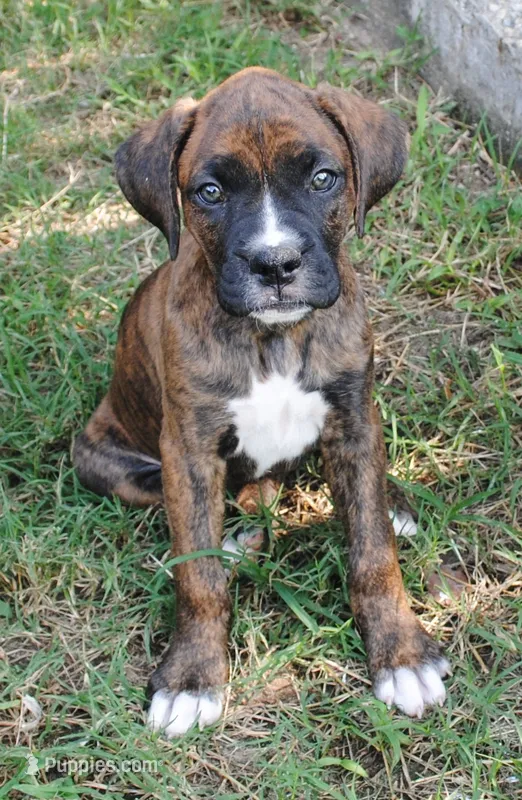 Puppy 3 – Boxer puppy for sale in Petersburg, VA
