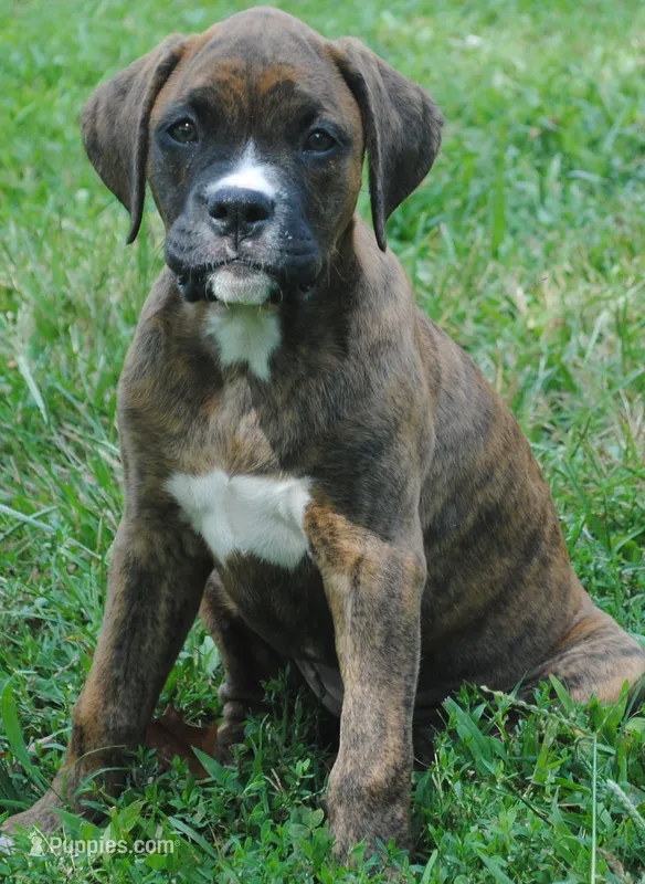 Puppy 6 – Boxer puppy for sale in Petersburg, VA
