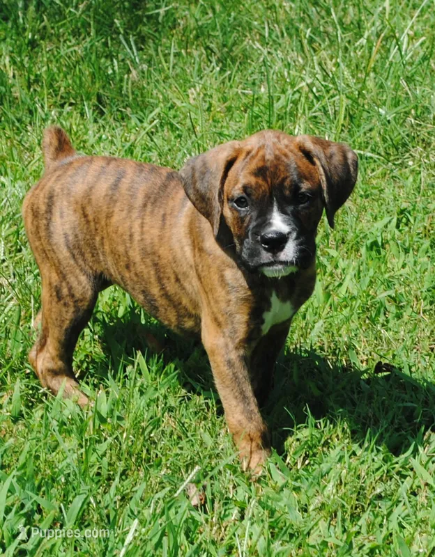 Puppy 6 – Boxer puppy for sale in Petersburg, VA