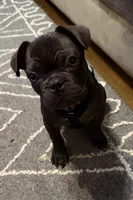 Hershey, a male French Bulldog for sale in Union, NJ – 1 of 2
