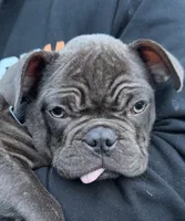 Hershey, a male French Bulldog for sale in Union, NJ – 2 of 2