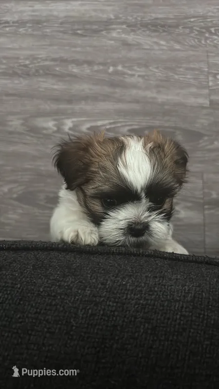 Bentley – Shih Tzu puppy for sale in Richmond, VA