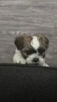 Bentley, a male Shih Tzu for sale in Richmond, VA – 1 of 4