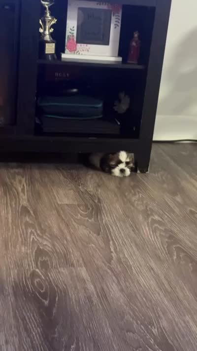 Bentley, a male Shih Tzu for sale in Richmond, VA – 4 of 4