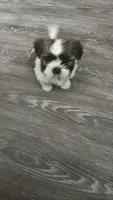 Bentley, a male Shih Tzu for sale in Richmond, VA – 2 of 4