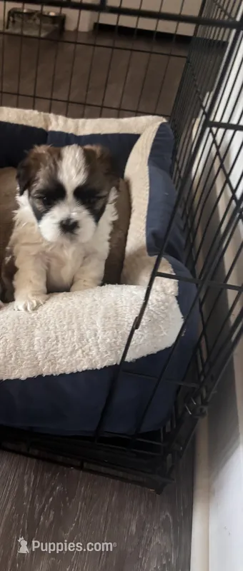Bentley – Shih Tzu puppy for sale in Richmond, VA