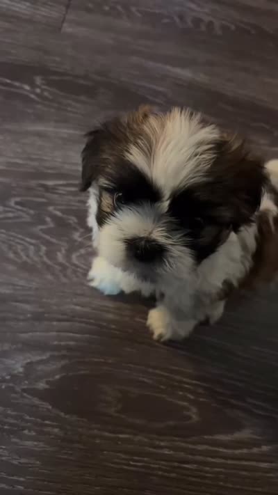 Bentley, a male Shih Tzu for sale in Richmond, VA – 3 of 4