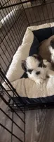 Bella, a female Shih Tzu for sale in Richmond, VA – 2 of 2