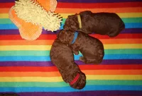 Rusty, a male Poodle - Standard  for sale in McHenry, IL – Photo 5 of 9