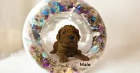 Rusty, a male Poodle - Standard  for sale in McHenry, IL – Photo 7 of 9