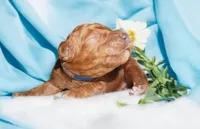 Rusty, a male Poodle - Standard  for sale in McHenry, IL – Photo 4 of 9