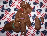 Maple, a female Poodle - Standard  for sale in McHenry, IL – Photo 6 of 7