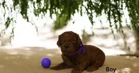 PHOENIX, a female Poodle - Standard  for sale in McHenry, IL – Photo 5 of 5