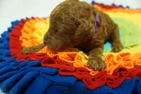 PHOENIX, a female Poodle - Standard  for sale in McHenry, IL – Photo 3 of 5