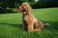 Cherry, a female Poodle - Standard  for sale in McHenry, IL – Photo 3 of 5