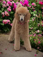 Cherry, a female Poodle - Standard  for sale in McHenry, IL – Photo 5 of 5