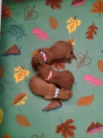 Cherry, a female Poodle - Standard  for sale in McHenry, IL – Photo 4 of 5