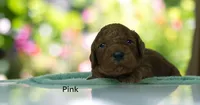 Rose Red, a female Poodle - Standard  for sale in McHenry, IL – Photo 2 of 10