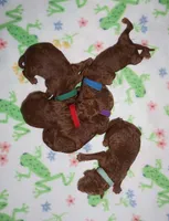 Rex, a male Poodle - Standard  for sale in McHenry, IL – Photo 3 of 8