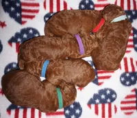 Rex, a male Poodle - Standard  for sale in McHenry, IL – Photo 2 of 8