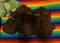 Chili Pepper, a female Poodle - Standard  for sale in McHenry, IL – Photo 4 of 6