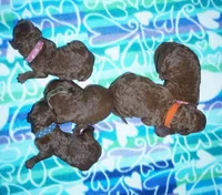 Chili Pepper, a female Poodle - Standard  for sale in McHenry, IL – Photo 3 of 6